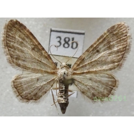 Eupithecia subfuscata (Haworth, 1809) Czech38b